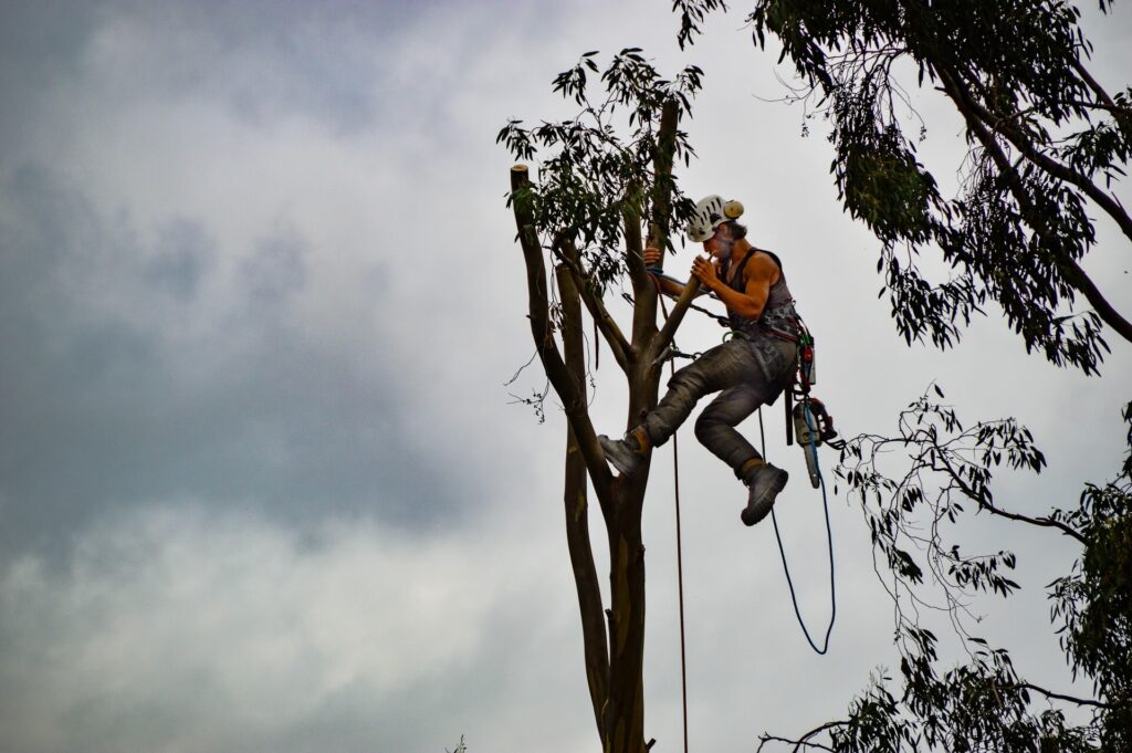Tree-Trimming-Services-Services Pro-Tree-Trimming-Removal-Team-of Boca Raton